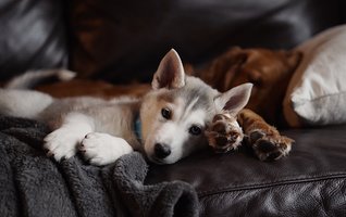inlaendischer-niedlicher-tschechoslowakischer-husky-welpe-der-mit-einem-erwachsenen-golden-retriever-auf-einer-Decke